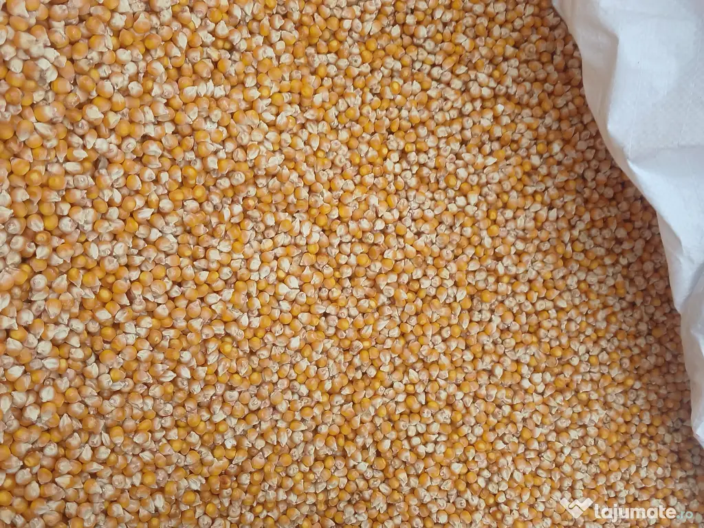 Porumb sămânță Fao 350