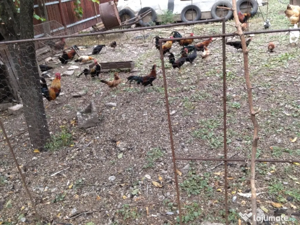 Găinușe și cocoșei pitici 