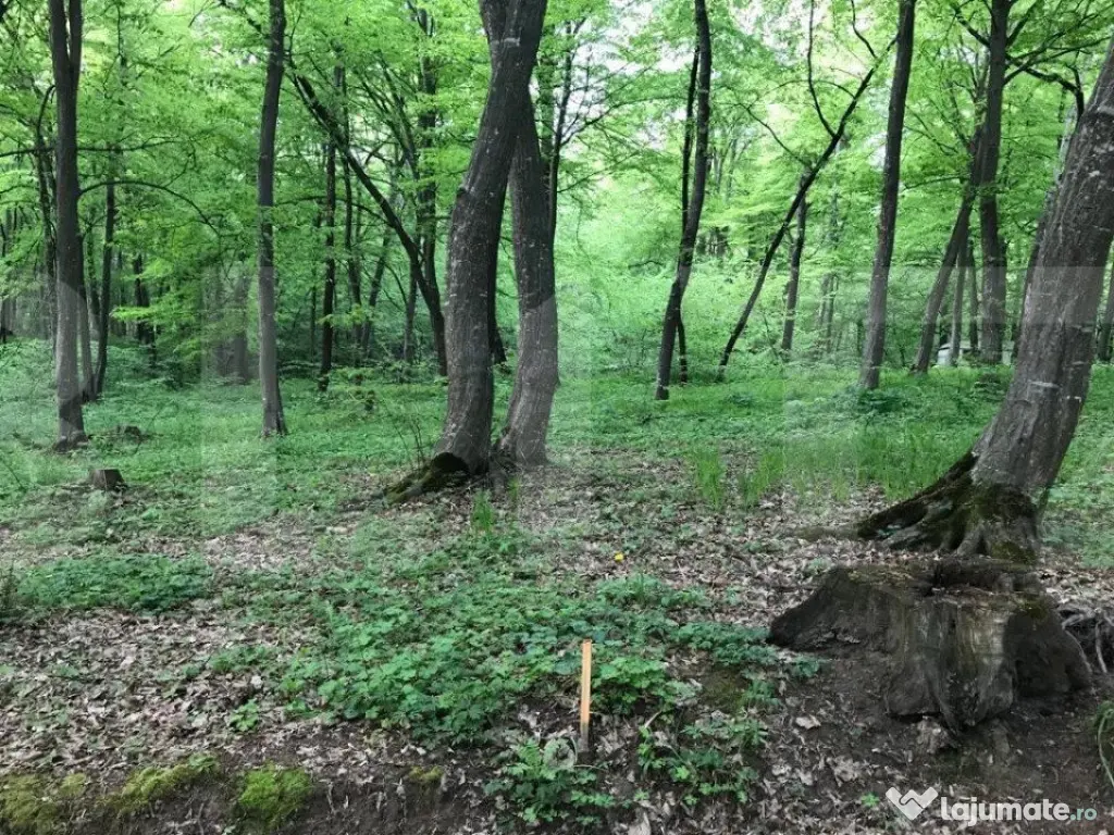 Teren intravilan, 1300 mp, Faget