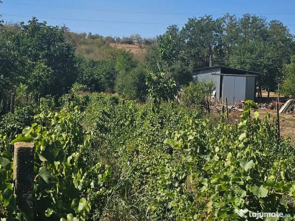 Teren 1800 mp + casa batraneasca - Fartanesti, jud. Galati