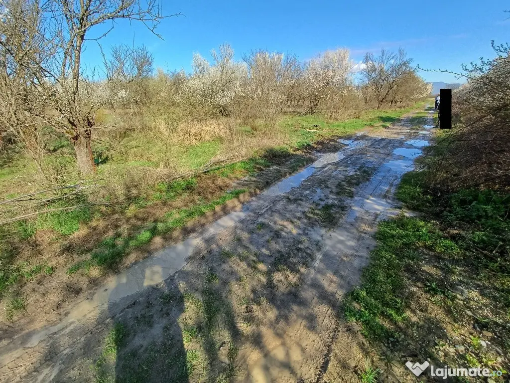 Lapusel, 60ari livada