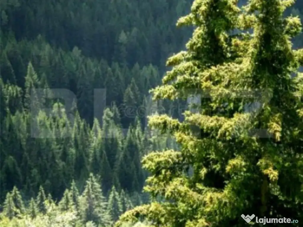Padure Molid si Fag, de vanzare, 380 Ha, zona Gorj