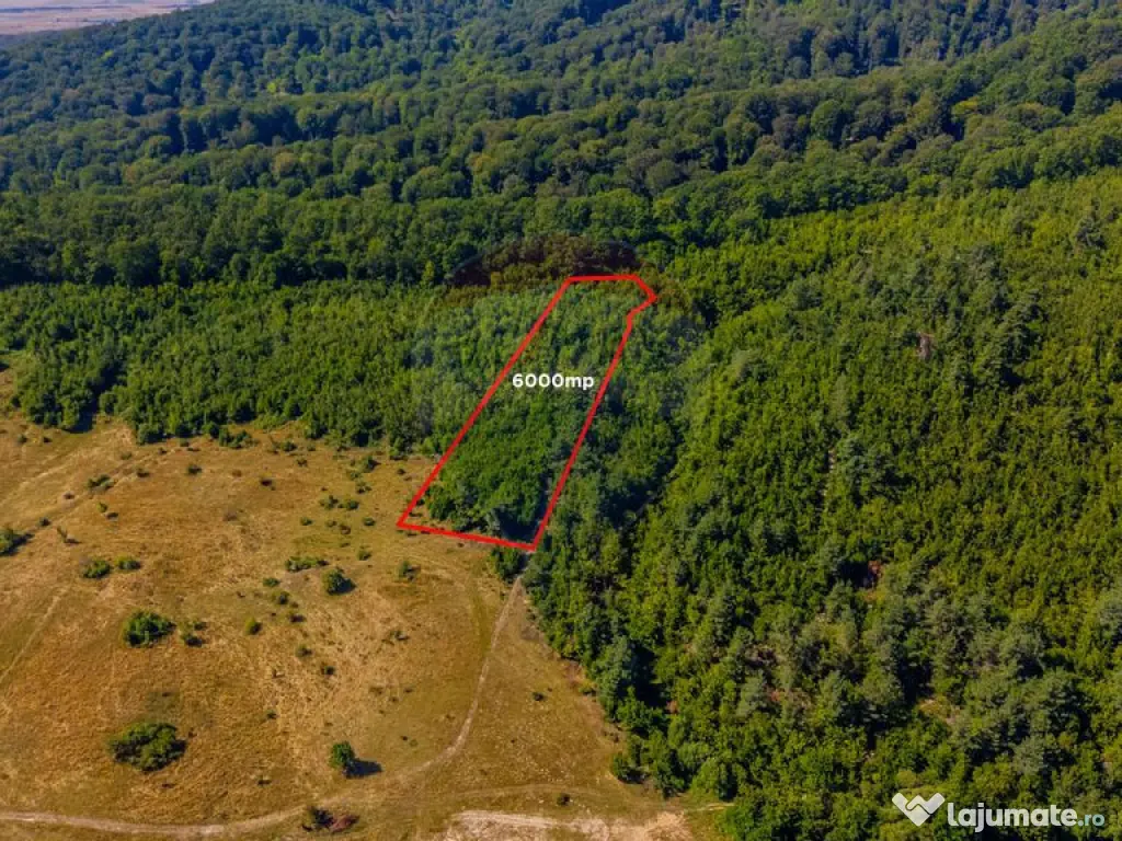 Teren 6,000mp Crizbav / Strada principala 