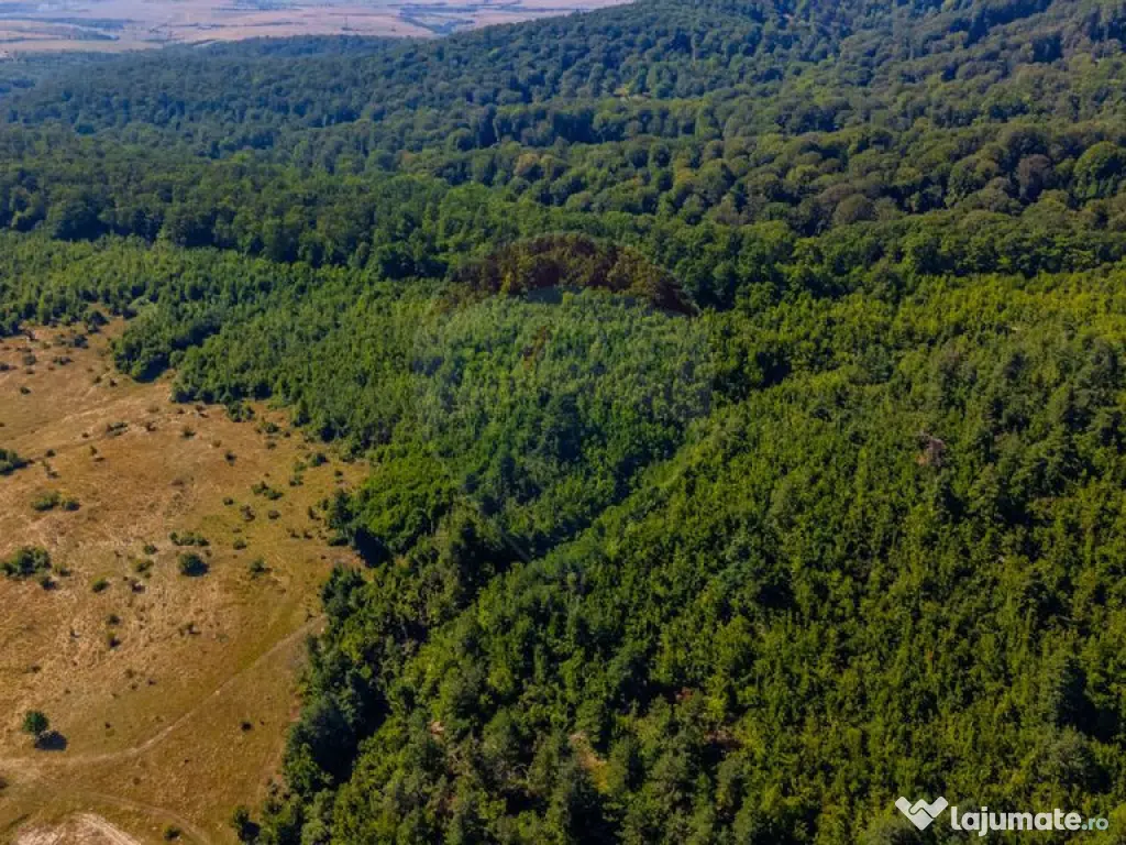 Teren 6,000mp Crizbav / Strada principala 