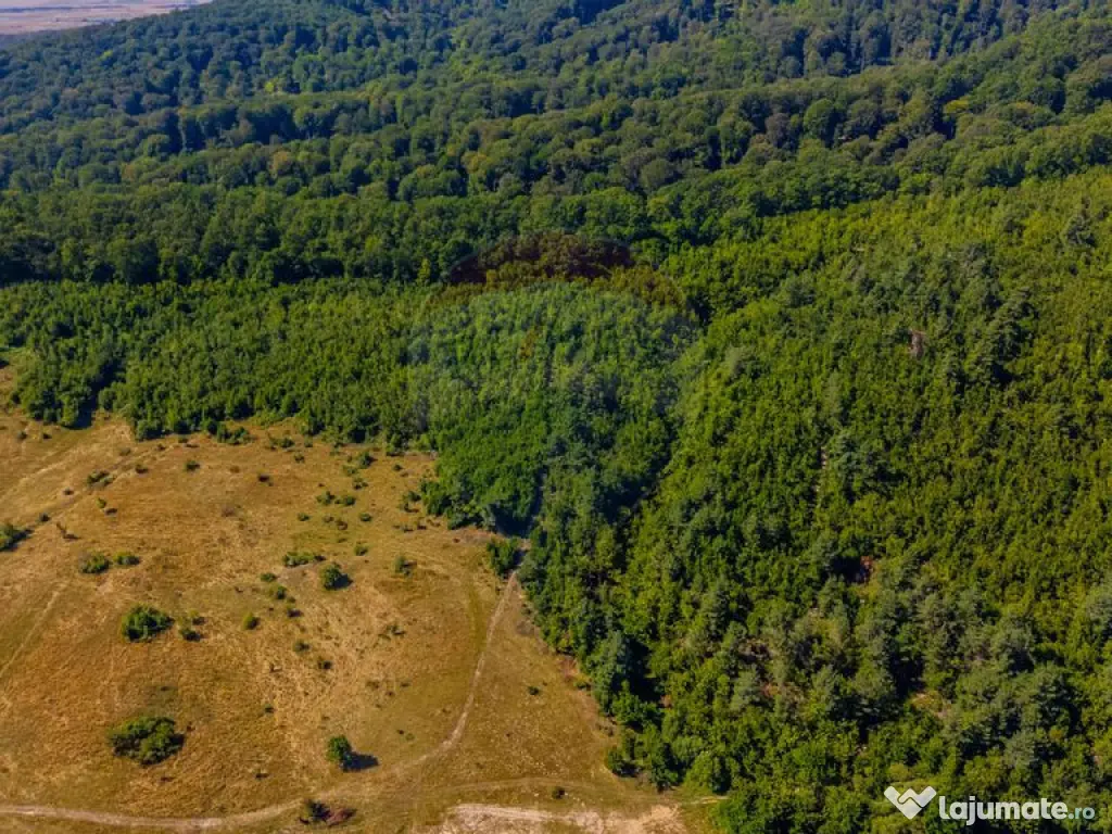 Teren 6,000mp Crizbav / Strada principala 