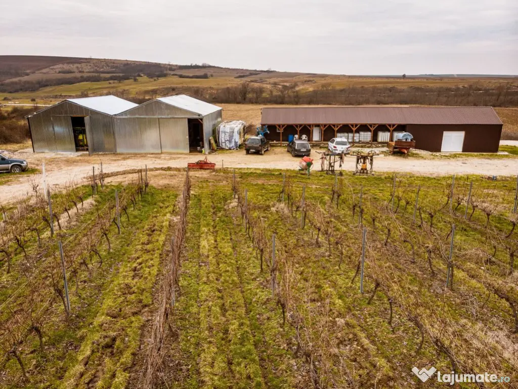 Vie de 115 Hectare în satul Dud, județul Arad 