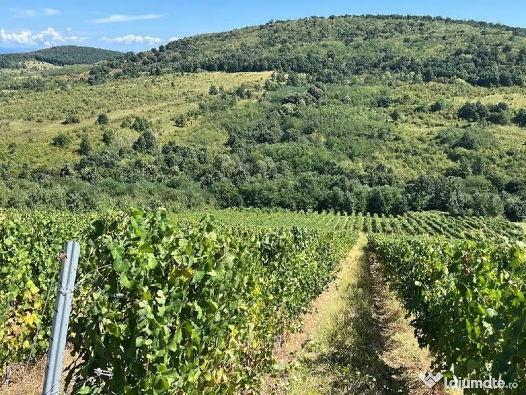 Vie de 115 Hectare în satul Dud, județul Arad 