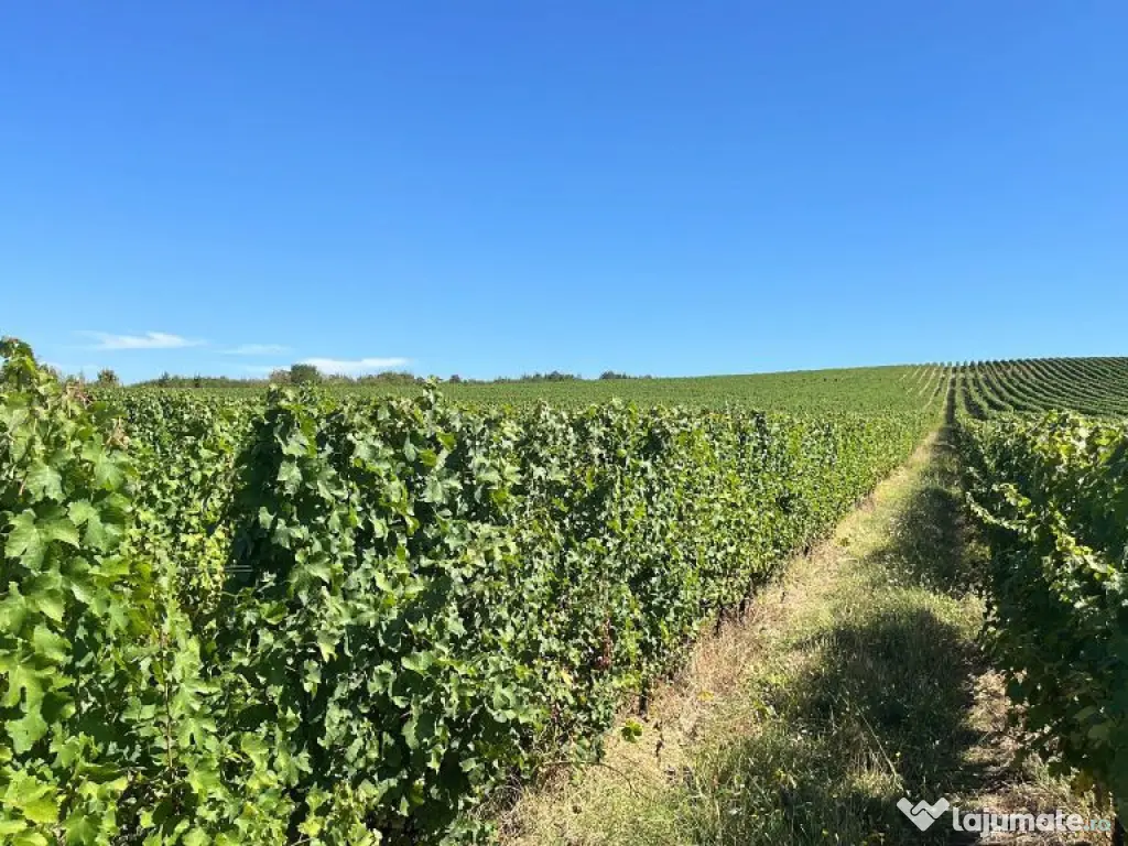 Vie de 115 Hectare în satul Dud, județul Arad 