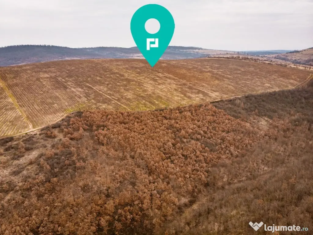 Vie de 115 Hectare în satul Dud, județul Arad 