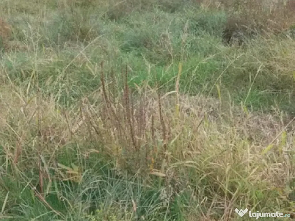 Teren intravilan cu PUZ in Cisnadioara 