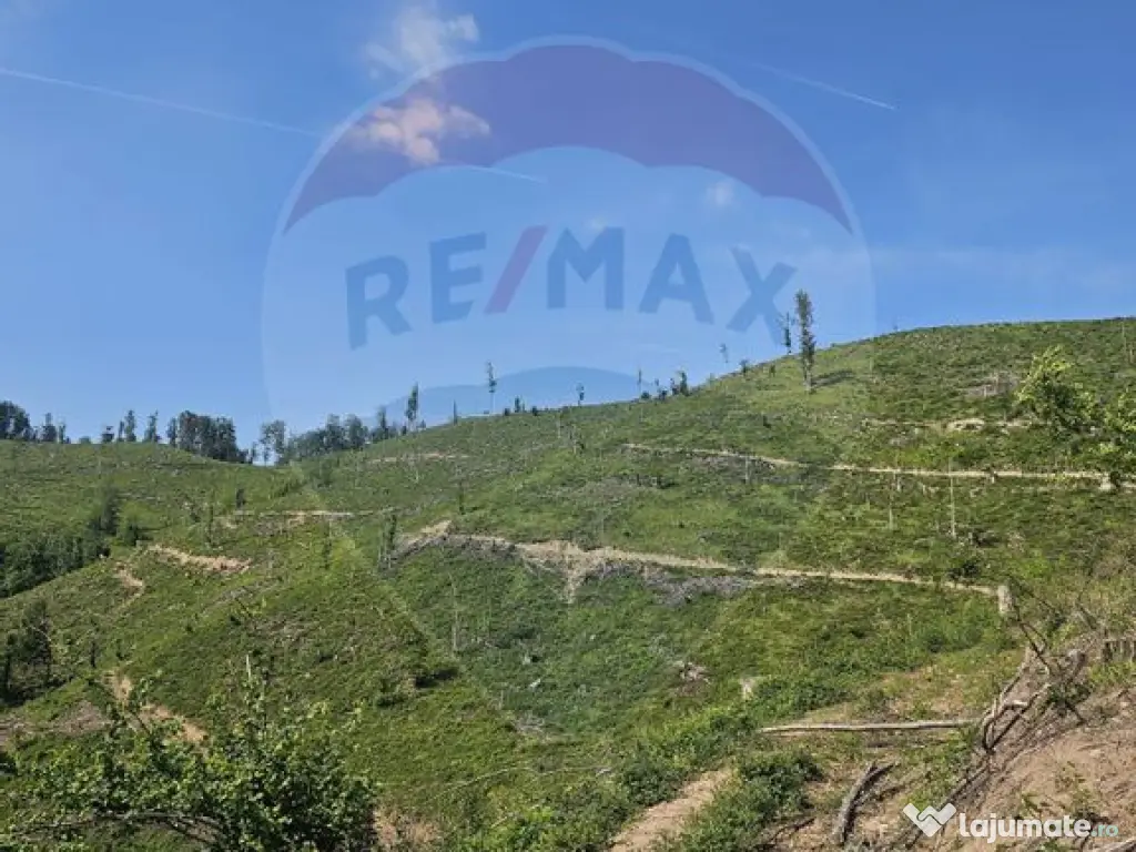 Pasune 21 ha pretabila pentru panouri fotovoltaice,impadurit 