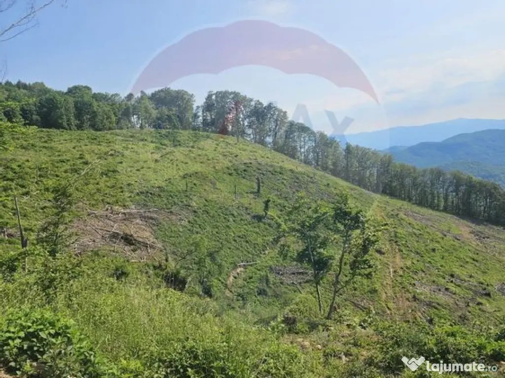 Pasune 21 ha pretabila pentru panouri fotovoltaice,impadurit 