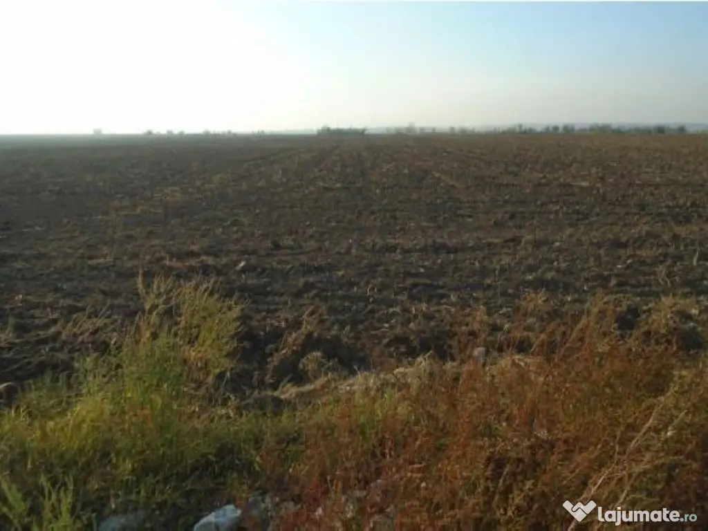 Teren extravilan Loc. Bucovat sat Sarbatoarea, jud. Dolj