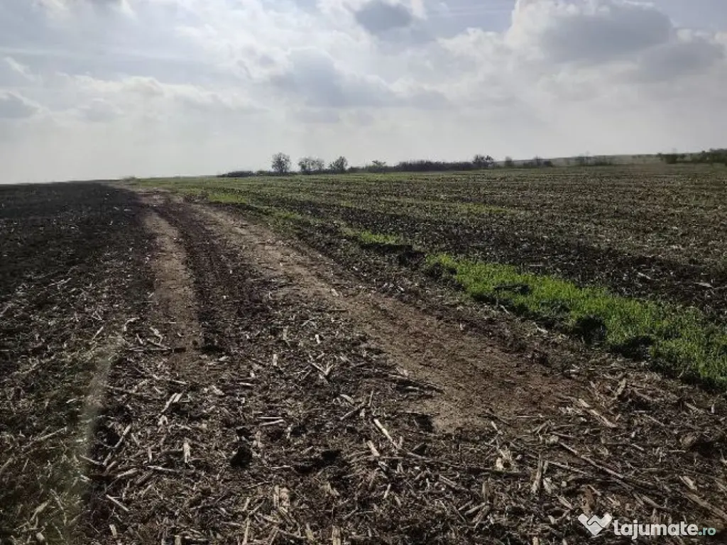 Teren extravilan Varvoru de Jos, jud Dolj 