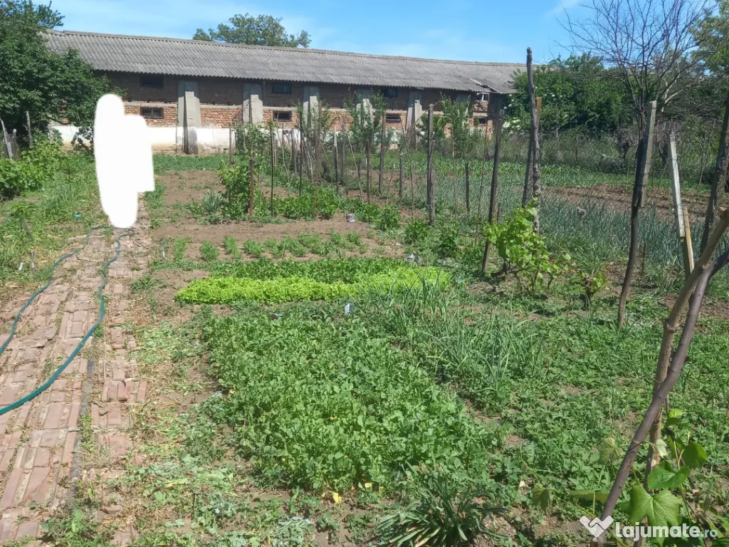Casa batraneasca nelocuibila cu teren 730mp Olari, Prahova 