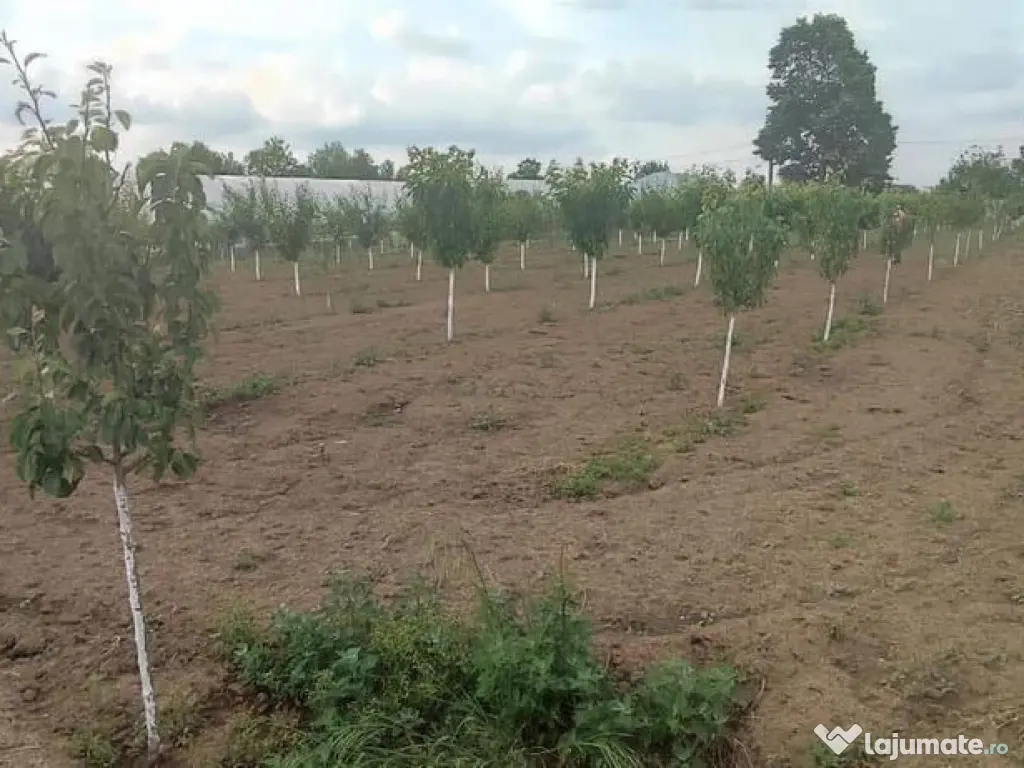 Casa 5 camere cu livada 2200 mp- Varasti 