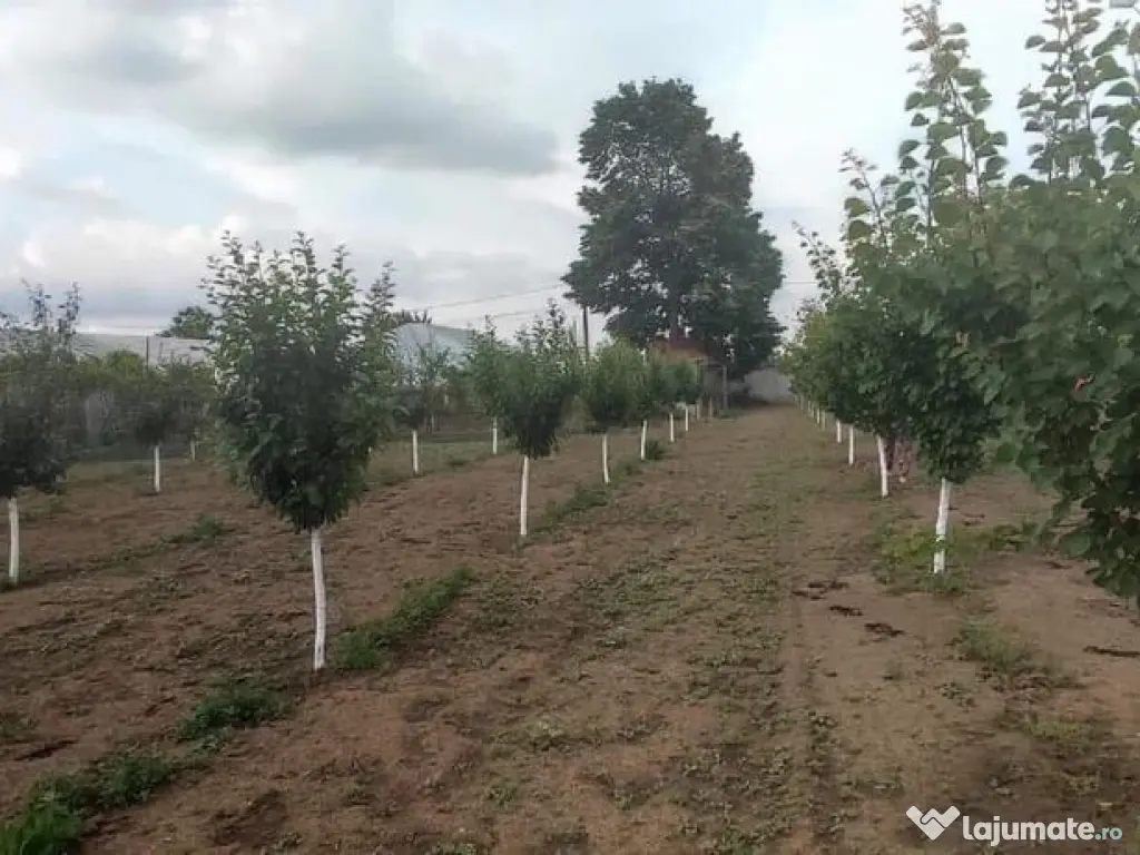 Casa 5 camere cu livada 2200 mp- Varasti 