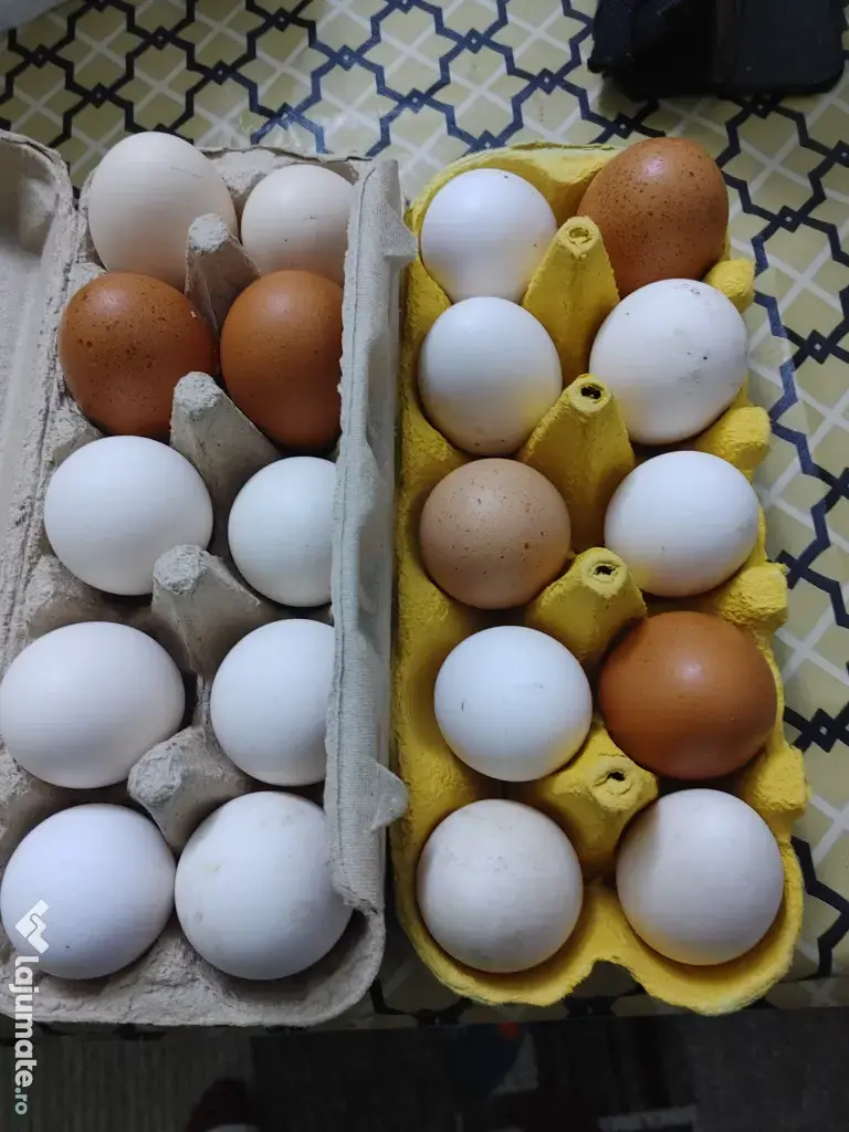 Oua de gaina proaspete 