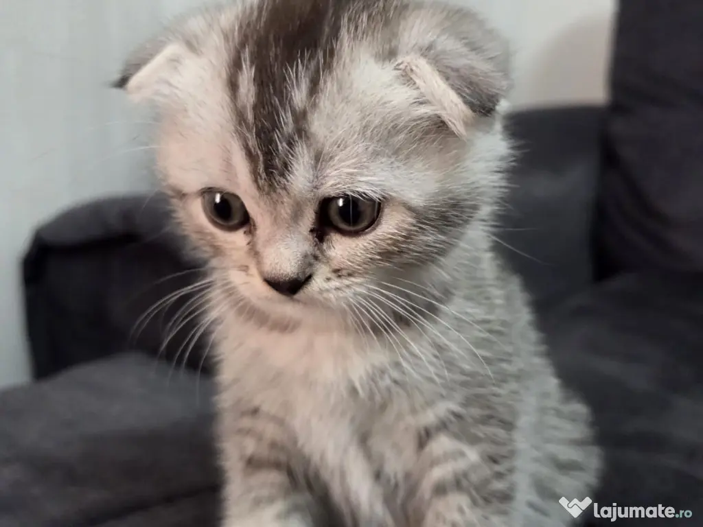 Pui Scottish Fold 