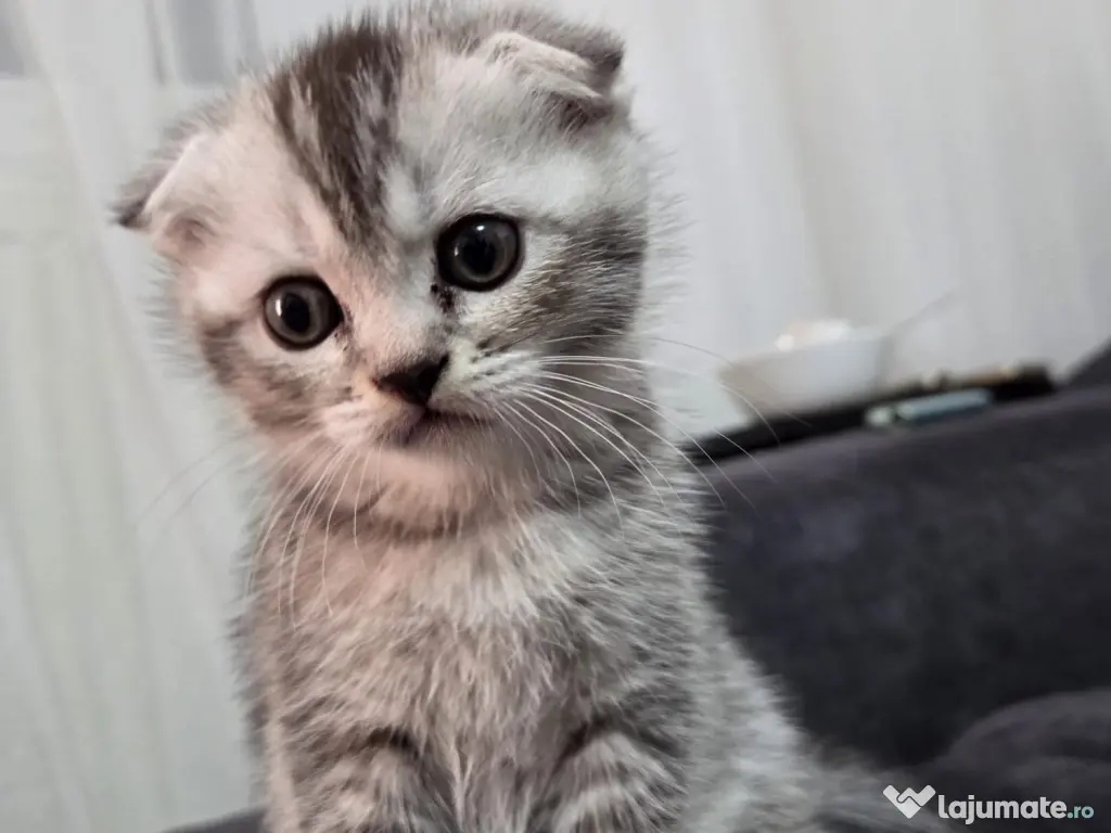 Pui Scottish Fold 