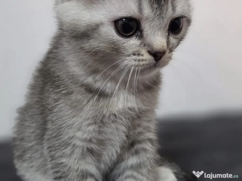 Pui Scottish Fold