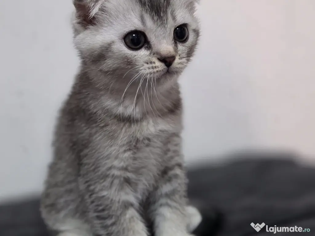 Pui Scottish Fold