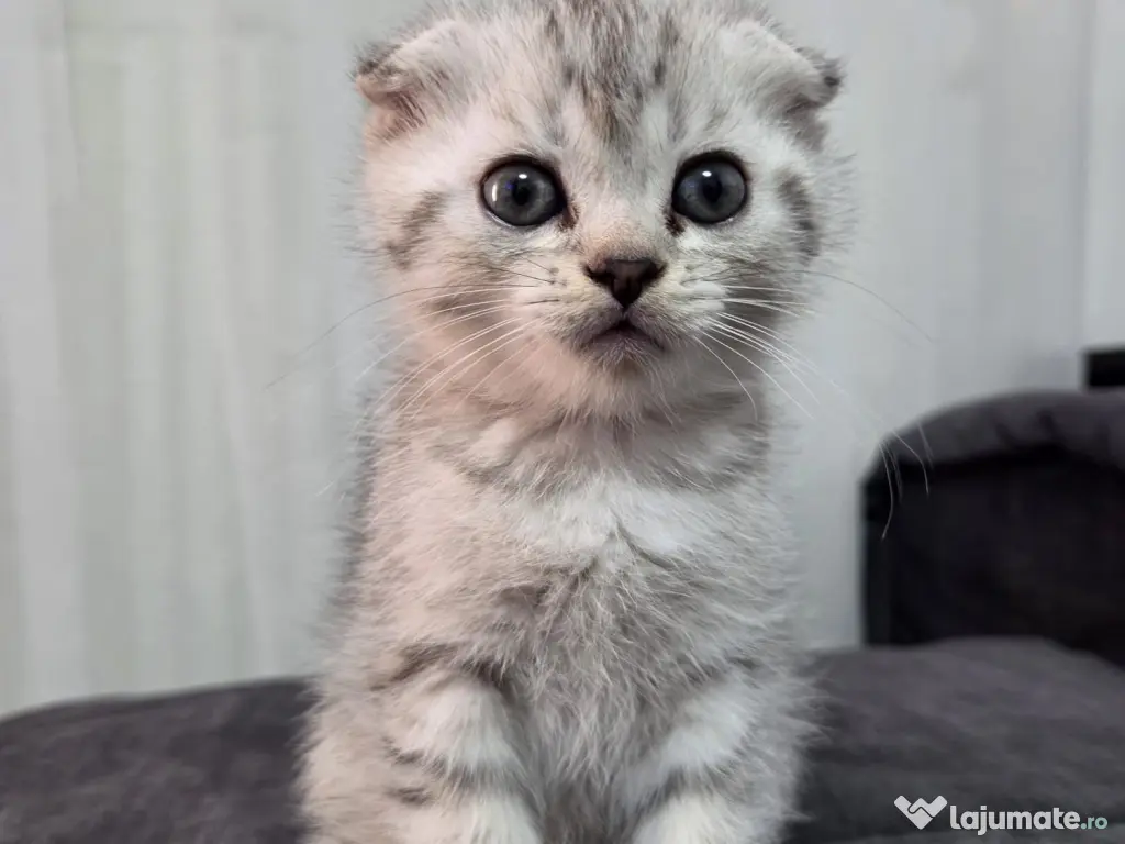 Pui Scottish Fold 