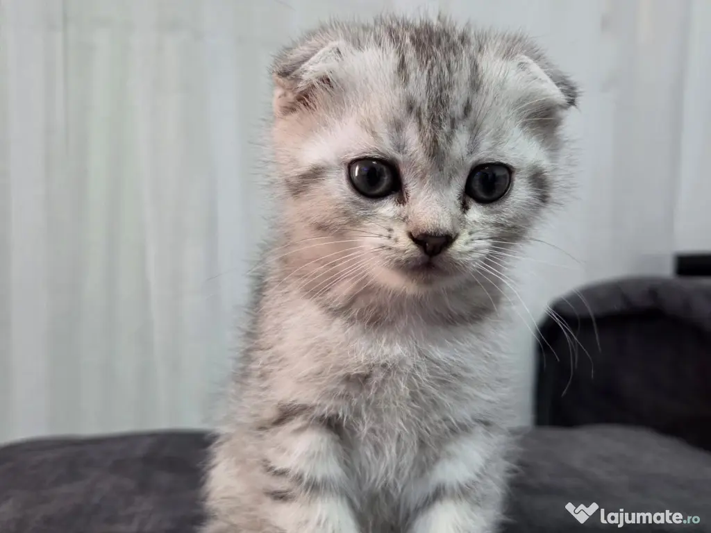 Pui Scottish Fold 