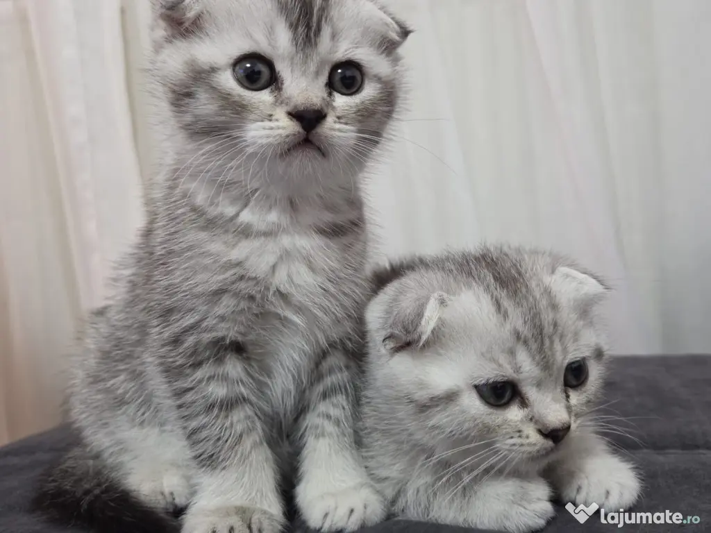 Pui Scottish Fold 