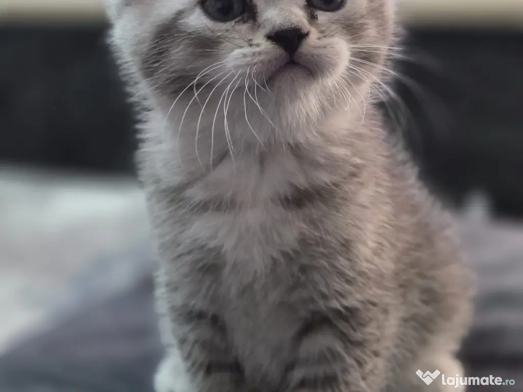 Pui Scottish Fold