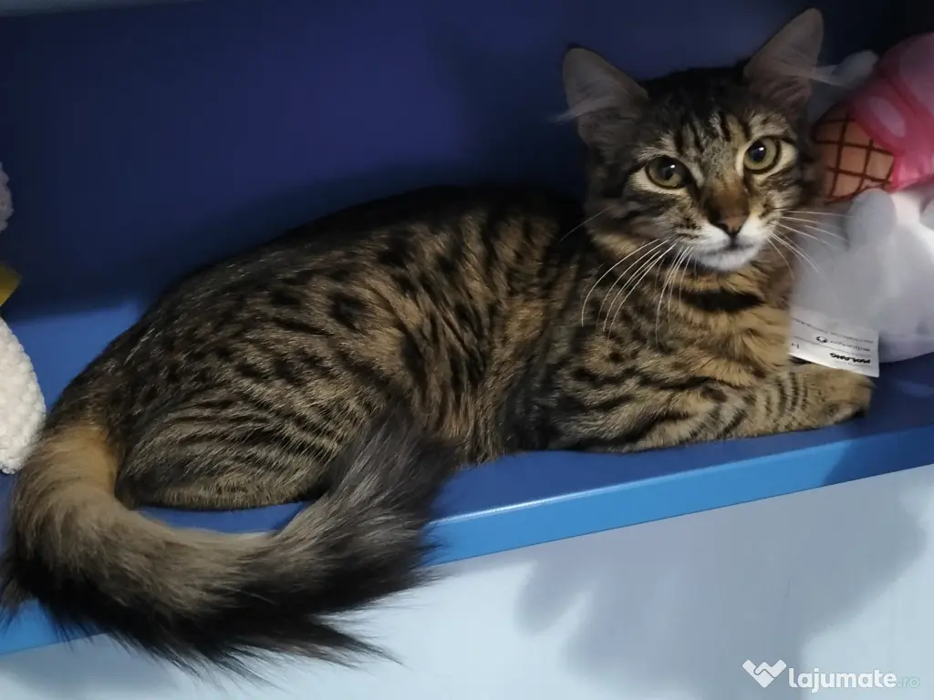 Norvegiană de pădure 