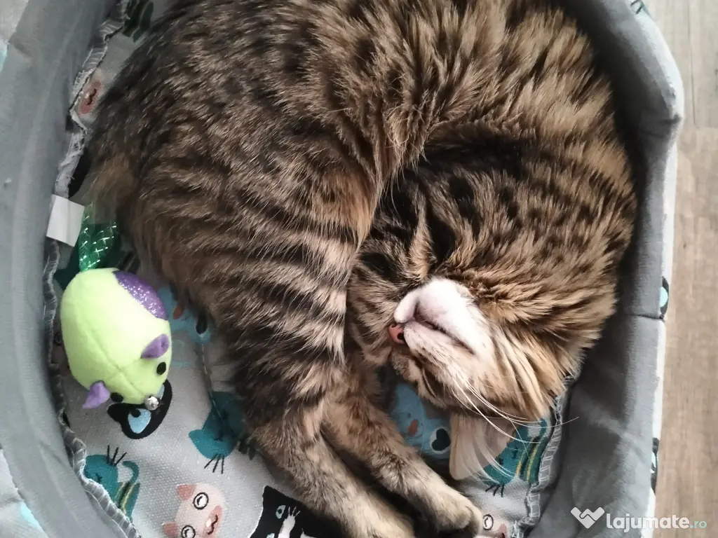 Norvegiană de pădure 