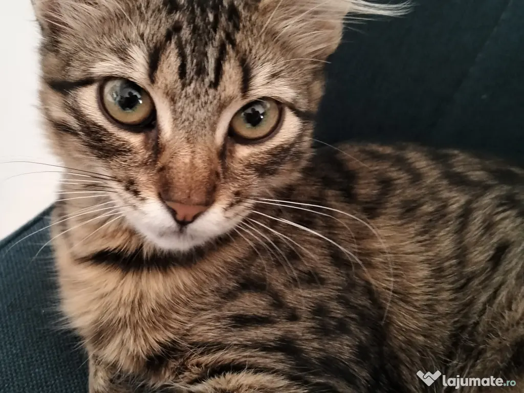 Norvegiană de pădure 