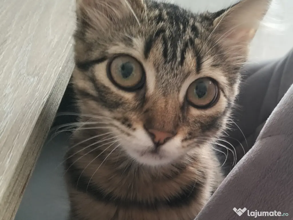 Norvegiană de pădure 