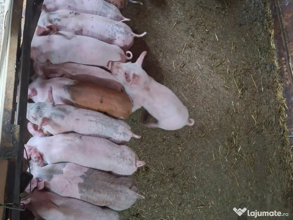 Purcei de vanzare!!!