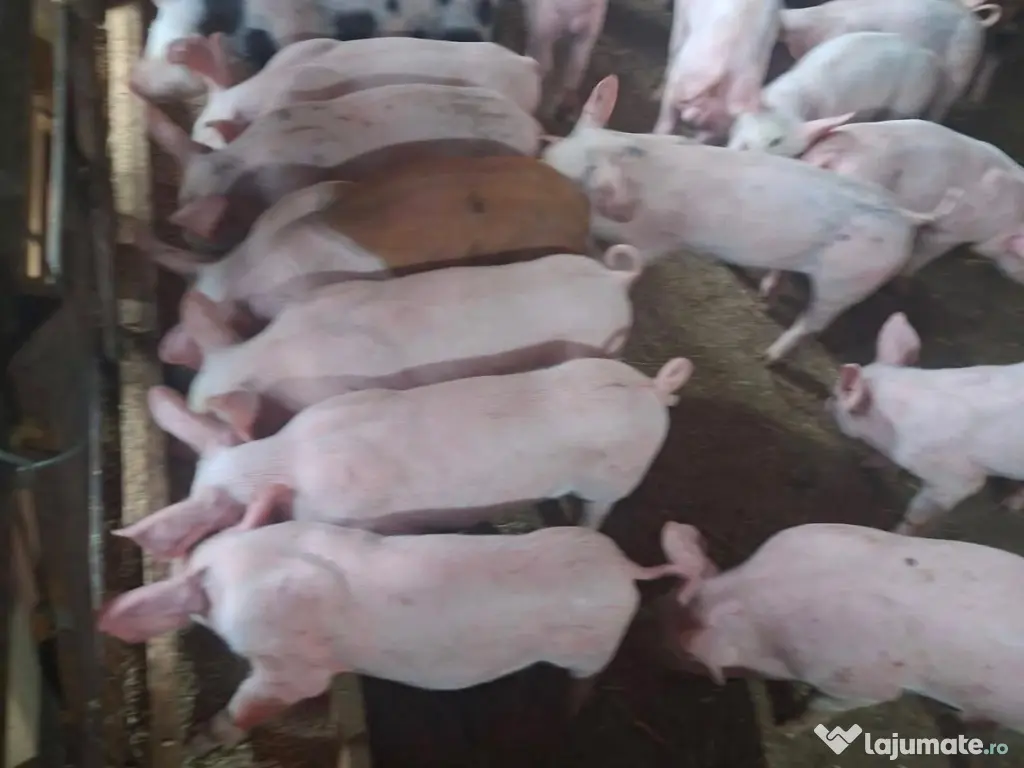 Purcei de vanzare!!!