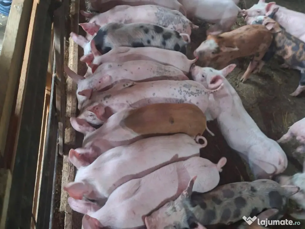 Purcei de vanzare!!!