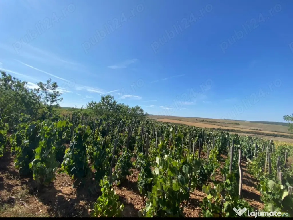 Casă individuală Săcășeni