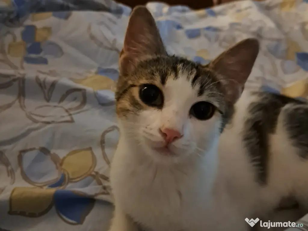 Gratuit pisicuta cadou