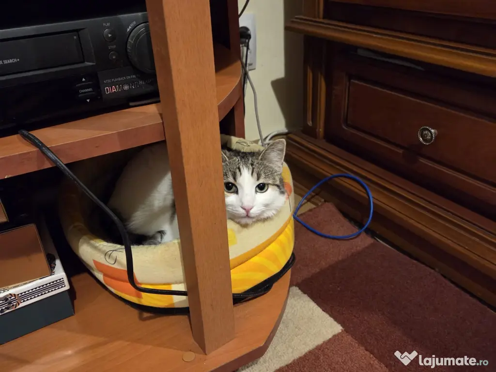 Gratuit pisicuta cadou