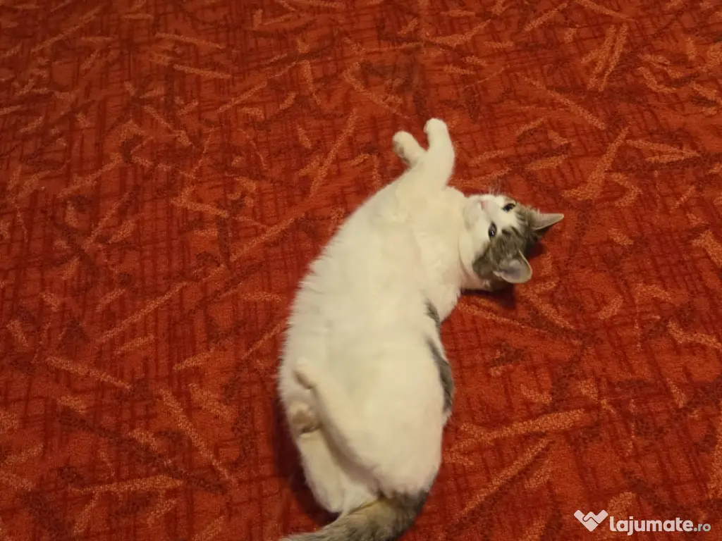 Gratuit pisicuta cadou