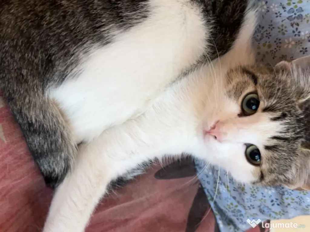 Gratuit pisicuta cadou