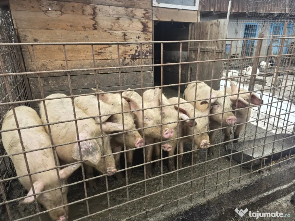 Porci de vanzare