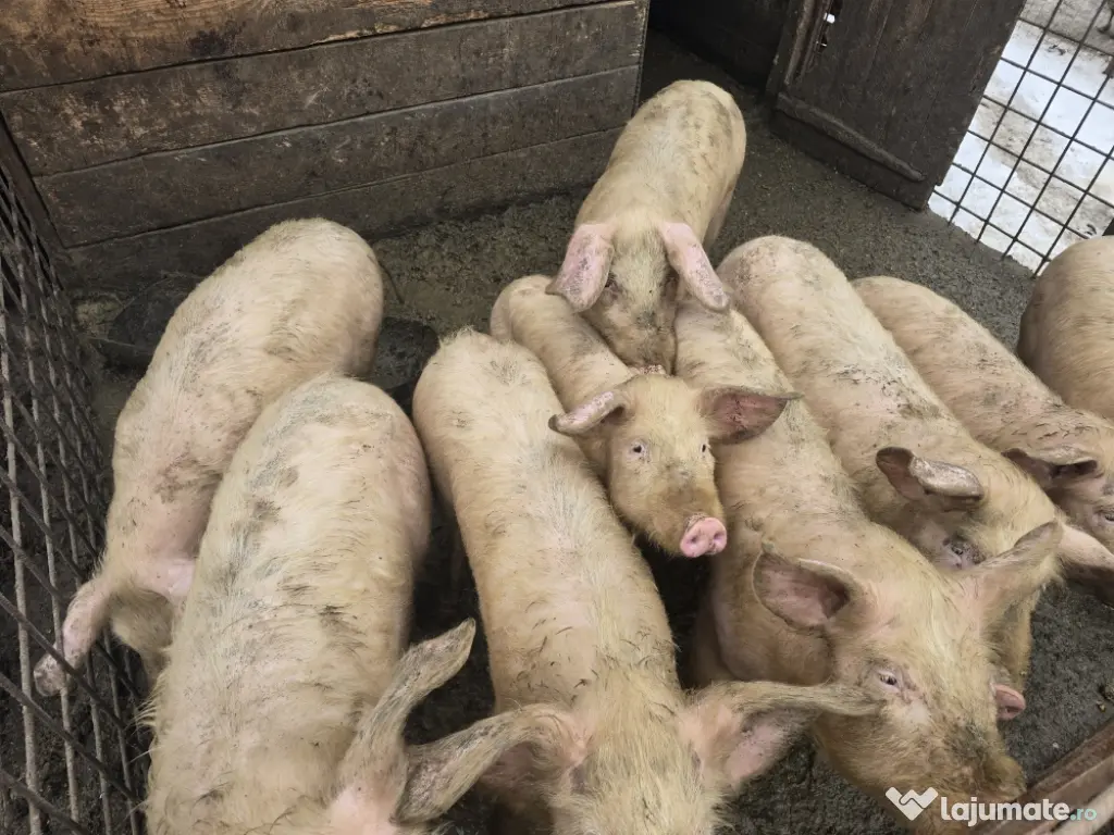 Porci de vanzare