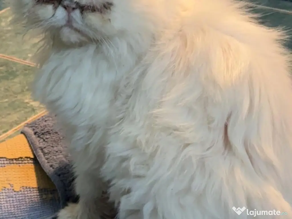 Motanel persan - Gratis ! 