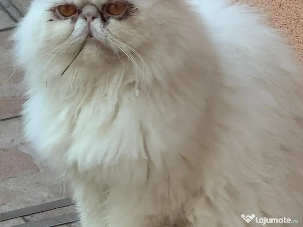 Motanel persan - Gratis ! 