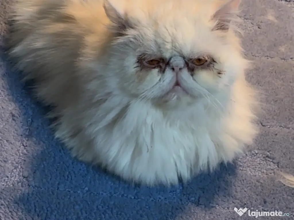 Motanel persan - Gratis ! 