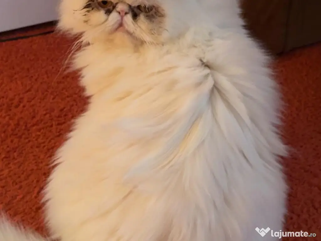 Motanel persan - Gratis ! 