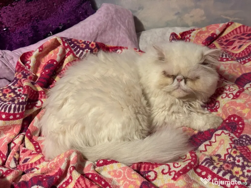 Motanel persan - Gratis ! 