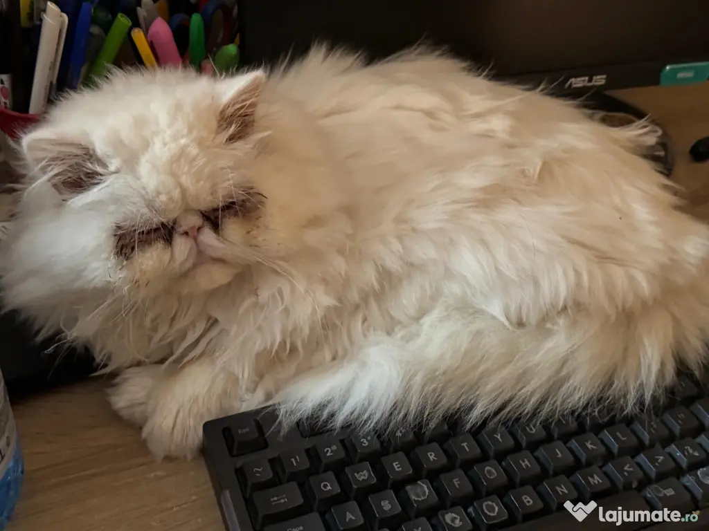 Motanel persan - Gratis ! 